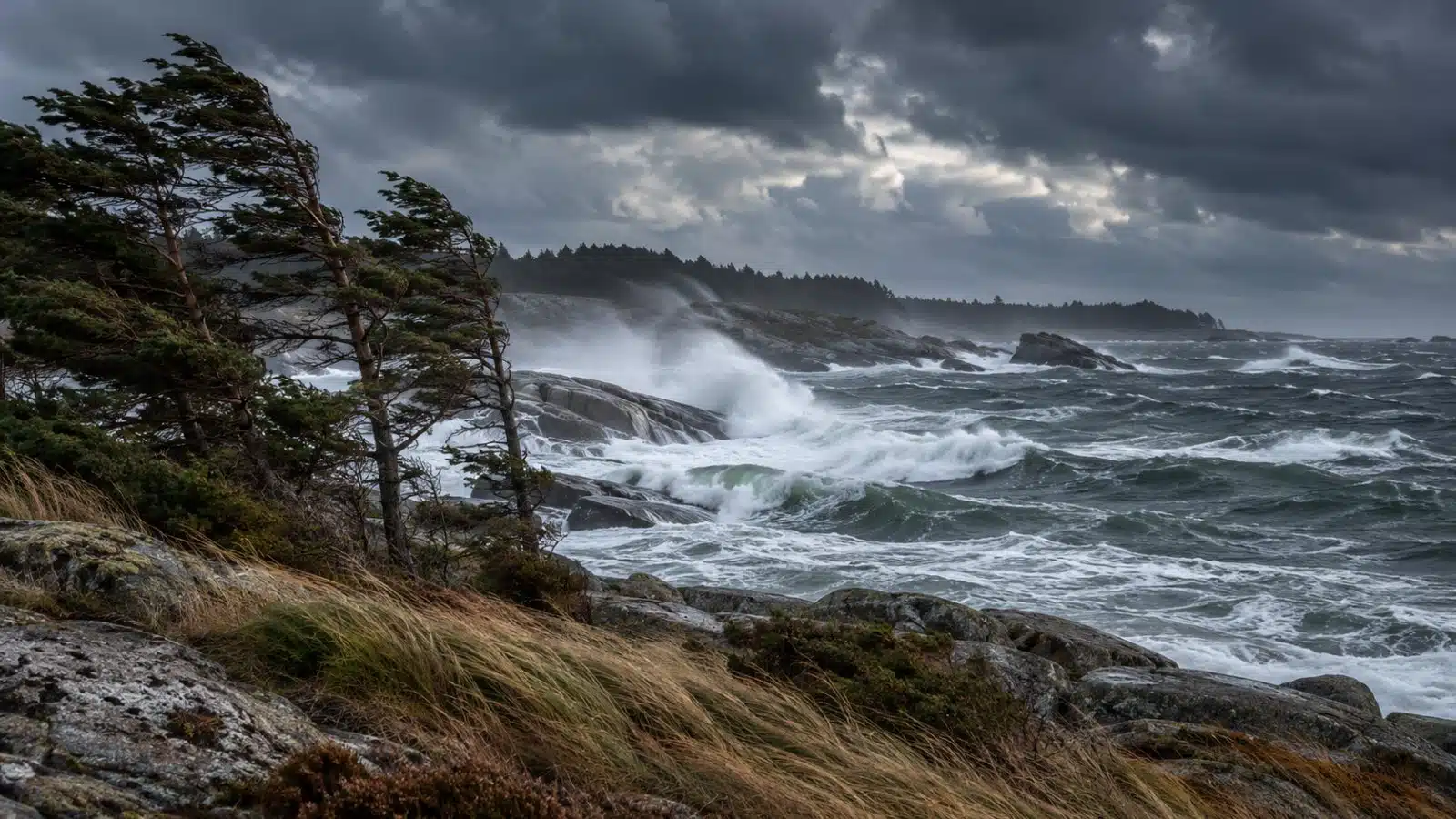 Blåsig höstkust med böjda tallar, gräs som pressas av vinden och vågor som bryter mot klippor under mörka moln.