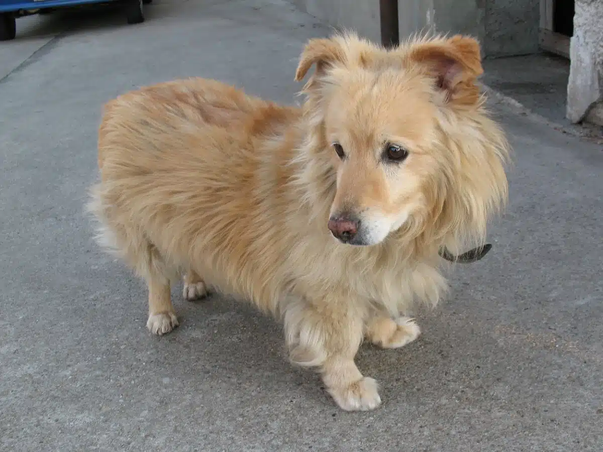 Lugn vuxen hund på en gräsmatta, att skaffa hund som pensionär